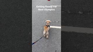 Olympic Athletic Dog Ready  dogs puppy dogsofyoutube pets adoptdontshop frito fritolae dogs [upl. by Immot900]