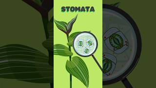 Stomata Structure Function amp Importance in Plants  Photosynthesis Respiration amp Transpiration [upl. by Namzed156]