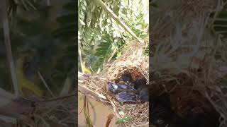 Bird Cries Feeding birds nest babiesbird wildlife birdfeed babiesbirds findingbird catchbird [upl. by Yaja]