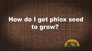 QampA – How do I get phlox seed to grow [upl. by Attekal]