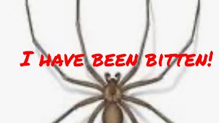 How to identify a recluse spider bite This happened to me brownrecluse fiddleback shedcabin [upl. by Yi754]