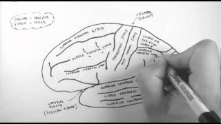 Brain Anatomy 1  Gross Cortical Anatomy Lateral Surface [upl. by Rust234]