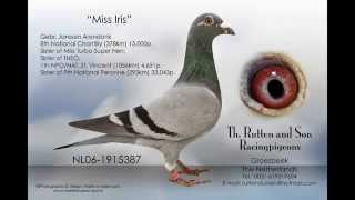 Janssen Pigeons Arendonk [upl. by Zingale]