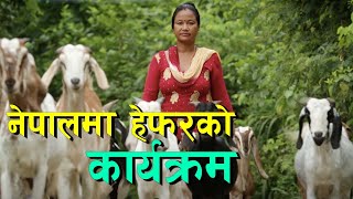 journey of Heifer International in Nepal  हेफर इन्टरनेशनल नेपाल र यसको कार्यक्रम [upl. by Benoite]