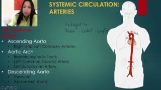 3 The Systemic Circulation [upl. by Akimihs]