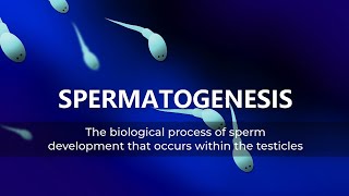 Spermatogenesis [upl. by Aidul]