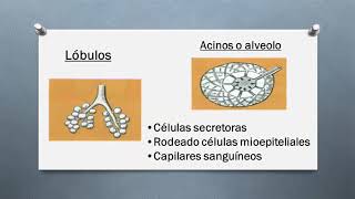 ANATOMIA DE LA MAMA Y LACTOGÉNESIS [upl. by Auqenet]