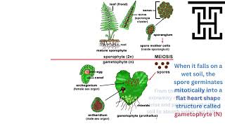 Biology 3rd Secondary Egypt Chapter 3 Polypodium life cycle [upl. by Eelyr]