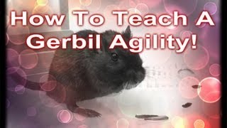 How To Teach A Gerbil Agility [upl. by Cammy]