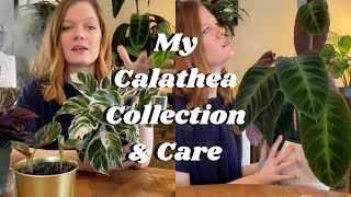 Calathea Collection amp Care  10 Calathea Varieties  2020  Fussy or Misunderstood [upl. by Kayne]