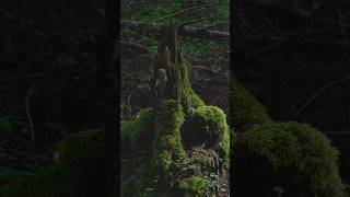 Old tree stumps always have an interesting story to tellstumps fotograafia mets woods relaxing [upl. by Glassco]