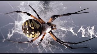 LA ARAÑA 🕷️  Videos educativos para niños  LOS ARÁCNIDOS Los animales  Documentales para niños [upl. by Zorina]