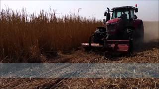 Harvesting of Miscanthus  part 13  Cutting [upl. by Atirihs371]