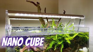 Nano Cube Aquascape Einrichtung amp Bepflanzung  nature style  Dennerle 30L Cube Aquarium [upl. by Delia]