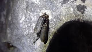 Glow Worms Mating  Lampyris noctiluca [upl. by Cynde]