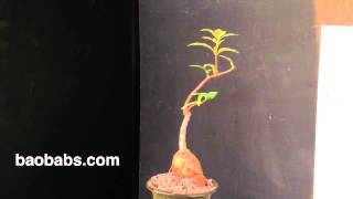 Baobab Bonsai [upl. by Wenger]