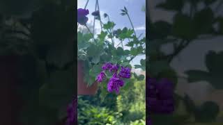 Ainur Flowers  Pelargonium flower youtube garden youtubeshorts plants shorts [upl. by Aeresed656]