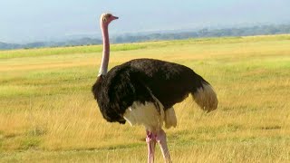 North African Ostrich  Critically Endangered Species  Amboseli Kenya [upl. by Erreit]