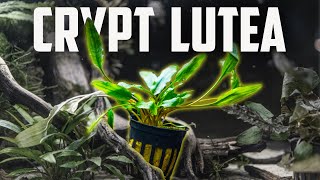 How to Care for Cryptocoryne Lutea  Easy Low Light Crypt for Beginners [upl. by Gelb509]