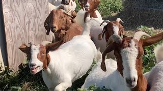 Come On Girls Your Breakfast is Ready boer goats boergoats meatgoats cabras goatfarming [upl. by Lindberg127]