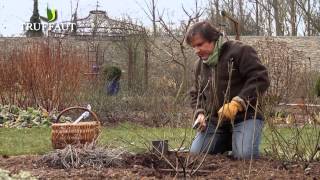 Comment tailler un rosier buisson au jardin   Truffaut [upl. by Darej806]