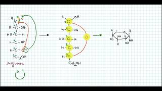 Glukosekreislauf [upl. by Noned]