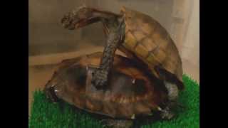 Mating of keeled box turtle ヒラセガメの交尾 [upl. by Clim]