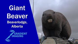 Worlds Largest Beaver [upl. by Hasseman616]