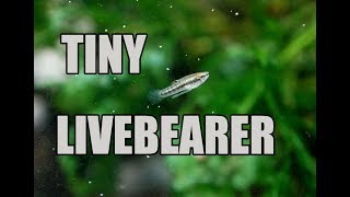 Worlds SMALLEST livebearer Least Killifish [upl. by Koller]