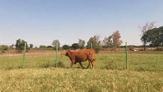 587 L 19  Vaquilla Brangus Rojo en Venta del Rancho Los Nogales [upl. by Nrol]