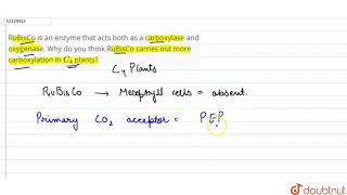 RuBisCo is an enzyme that acts both as a carboxylase and oxygenase Why do you think RuBisCo car [upl. by Htieh]