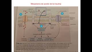 Repaso de Fisiopatología de la Diabetes [upl. by Selima]