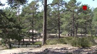 Stockholm Archipelago  Sandhamn [upl. by Ardnasirhc]