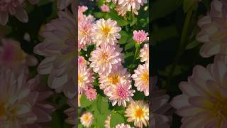 How to Care for Dahlias Plant Care Tipsdahiasplantshorts [upl. by Giorgia]