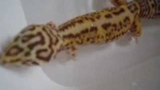 Simple and useful tip on how to save your leopard gecko from impaction [upl. by Nylevol]