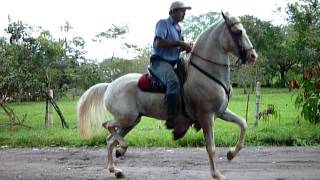 CABALLO DE PASO COSTARRICENSE [upl. by Gipsy]