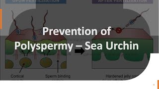 Sea Urchin Fertilization Part 3 Prevention of Polyspermy – in Sea Urchin [upl. by Akimed]