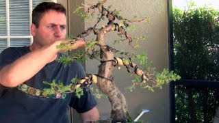 How To Bonsai  Bending large branches with Raffia [upl. by Ahsiekam957]