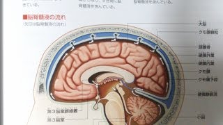 看護学生講座 138 解剖生理学 ｢脳脊髄液髄液 の 産生･流れ･回収･量｣ [upl. by Gui]