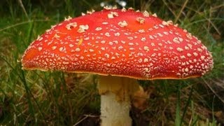 10 Amazing Facts About Fungi [upl. by Asilej]