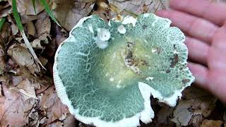 Golubača  Russula virescens [upl. by Daria]