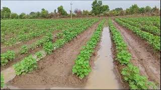 Alternate furrow irrigation with Heavy Rain Effect [upl. by Hart]