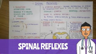 SPINAL REFLEXES physiology [upl. by Cole965]