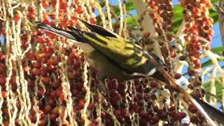 Australasian Figbird 46 [upl. by Hildegaard]