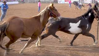 Brawley Cattle Call 2019 [upl. by Mcguire]