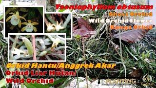 Orchid  Taeniophyllum obtusum Wild Orchid  Ghost Orchid Orkid HantuAnggrek Akar  Orkid Hutan [upl. by Higinbotham]