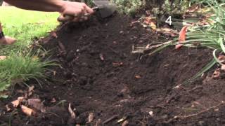 How and When To Plant Daffodil Bulbs [upl. by Fagaly426]