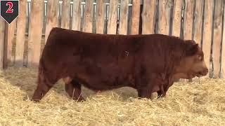 Ultra 24 Bull Sale Lot 2 [upl. by Inat754]