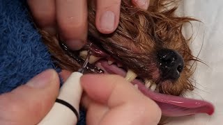 Removal of Tartar in Dogs 3 [upl. by Patricio]