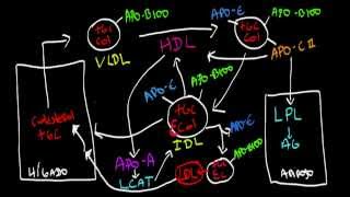 Metabolismo de las Lipoproteinas [upl. by Ehtyaf]